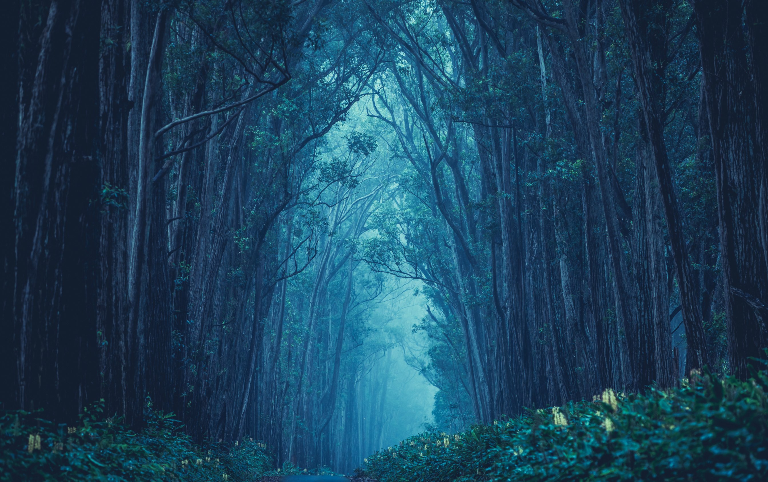 Enchanted Forest Path